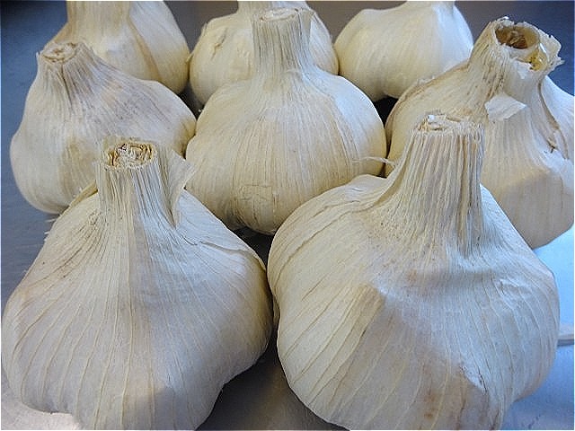 取手市産のにんにく