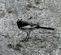 校庭に来た鳥①