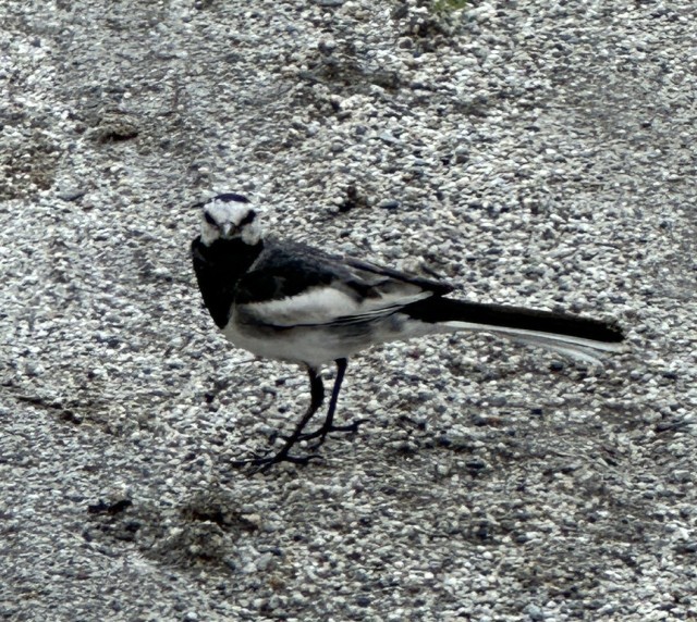 校庭に来た鳥①