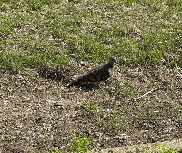 校庭に来た鳥②